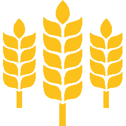 Пшеница - фуражна